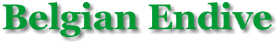 Belgian Endive